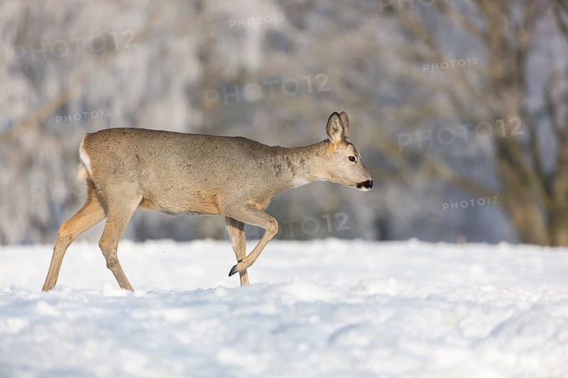 One female Roe Deer, (Capreolus capreolus), walking over a snowy meadow. Snow covered trees in the background