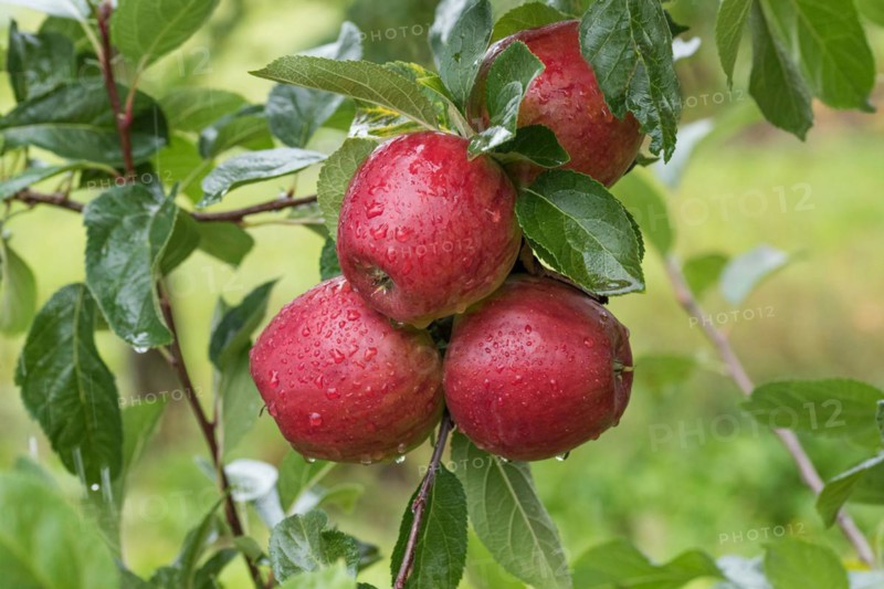 Apple (Malus domestica 'Kent'), Cambridge Botanical Garden, Germany