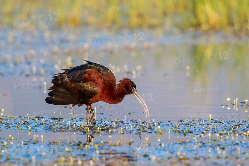 Glossy Ibis (Plegadis falcinellus) foraging, Lesvos, Greece