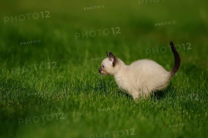 Kitten playing on a green meadow in the sunlight, domestic cat (Felis catus), Siamese cat, Siam Seal Point, Bavaria
