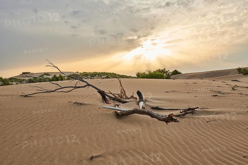 Beach "Platja del Fangar", Vegetation, nature reserve, ebro delta, Catalonia, Spain