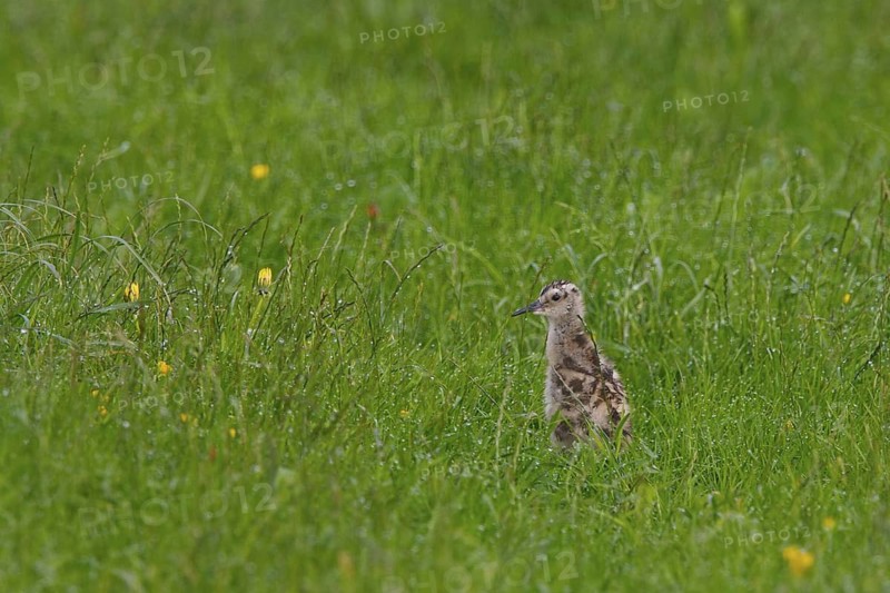 Eurasian Curlew (Numenius arquata) chick, North Rhine-Westphalia, Germany