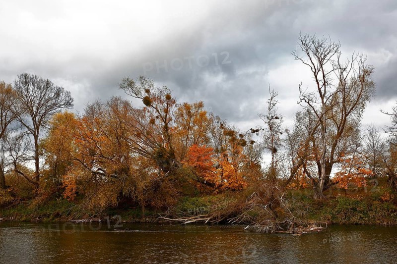 Autumn foliage colouring on the banks of the Mulde river near Dessau, Autumn atmosphere in the biosphere reserve, Middle Elbe Biosphere Reserve, Dessau-Roßlau, Saxony-Anhalt, Germany