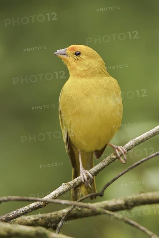 Saffron Finch (Sicalis flaveola) male, Ecuador