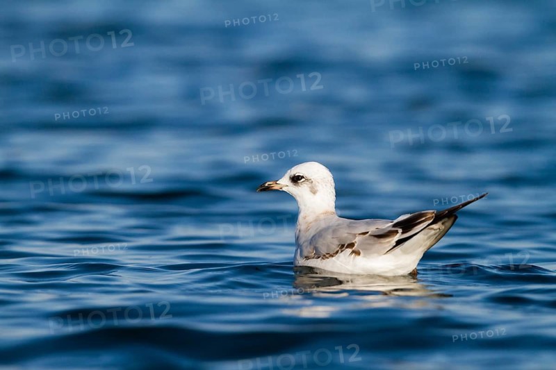 Mediterranean Gull (Ichthyaetus melanocephalus), Baden-Wuerttemberg, Germany