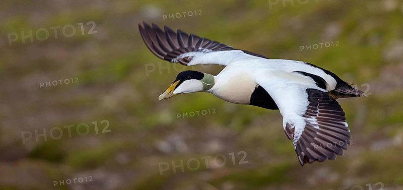Common eider (Somateria mollissima), duck, drake, flight photo, Longyearbyen, Svalbard Spitsbergen, Norway