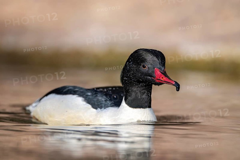 Goosander (Mergus merganser), male, swimming at the water's edge, captive, Alpine Zoo, Innsbruck, Tyrol, Austria