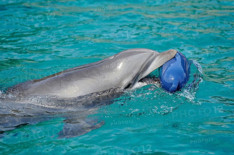 Dolphin playing in the water with a blue ball, Bottlenose dolphin (Tursiops truncatus), captive