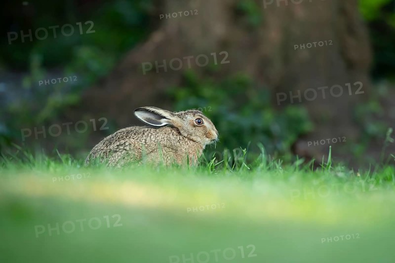European brown hare (Lepus europaeus) adult wild animal in a garden in summer, England, United Kingdom