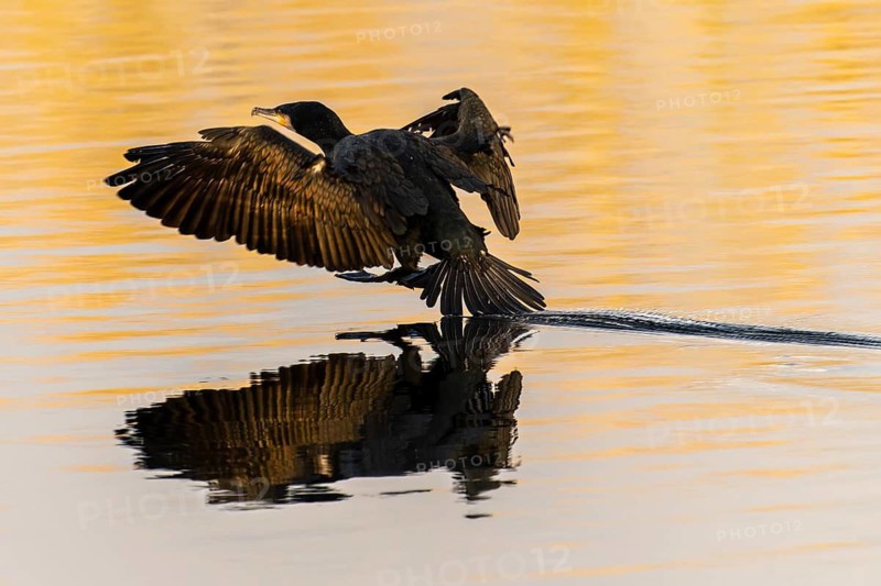 Cormorant landing slowly on water, creating gentle ripples and reflection in the golden evening light, Cormorant, (Phalacrocorax carbo), wildlife, Germany