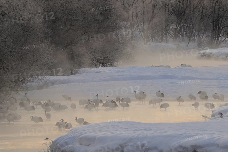 Red-crowned Crane (Grus japonensis), Hokkaido, Japan