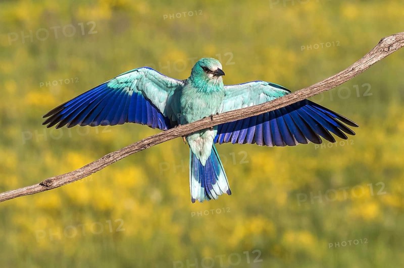 European Roller (Coracias garrulus) perched on a branch, Subotica, Serbia