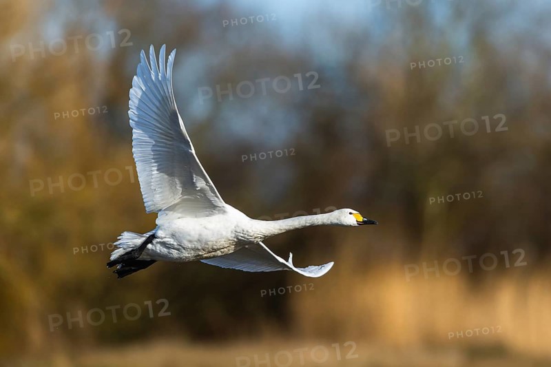 Tundra Swan, Bewick's Swan, Cygnus columbianus in flight at winter in Slimbridge, England, United Kingdom