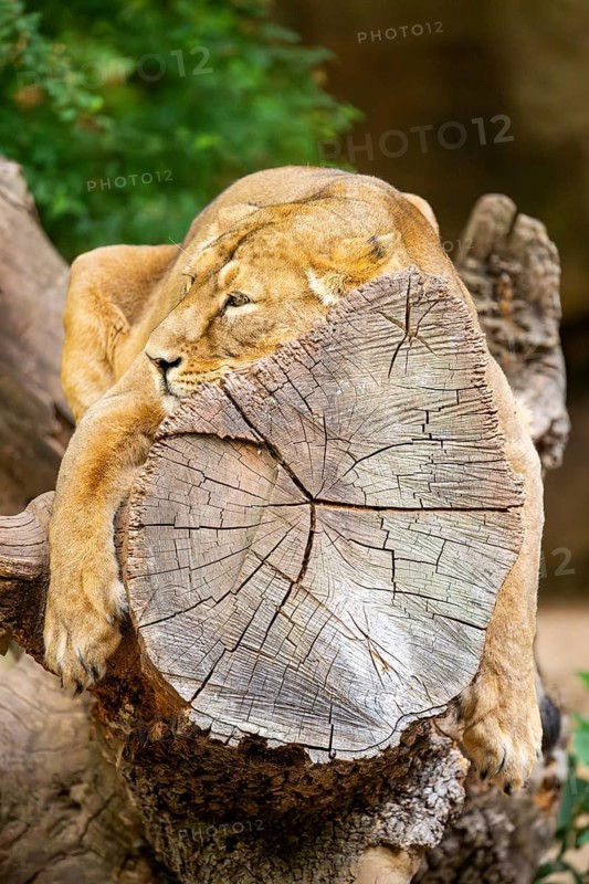 Asiatic lion (Panthera leo persica) female lying on a tree trunk, captive, Germany