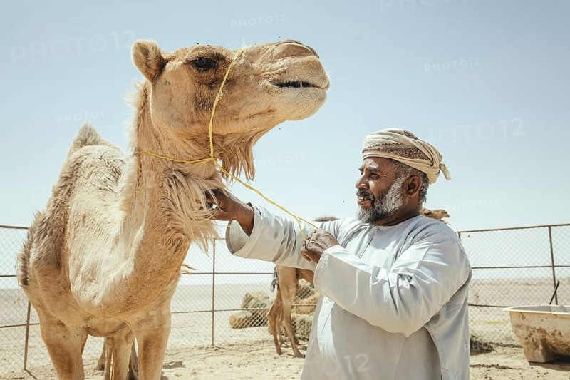 Dromedary of a camel herd (Camelus dromedarius) on the way back from the beach near Al Mhugsayl, Dhofar, Oman in the evening