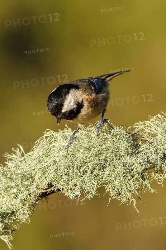 Coal Tit (Peirparus ater), perched on a branch, Galicia, Spain