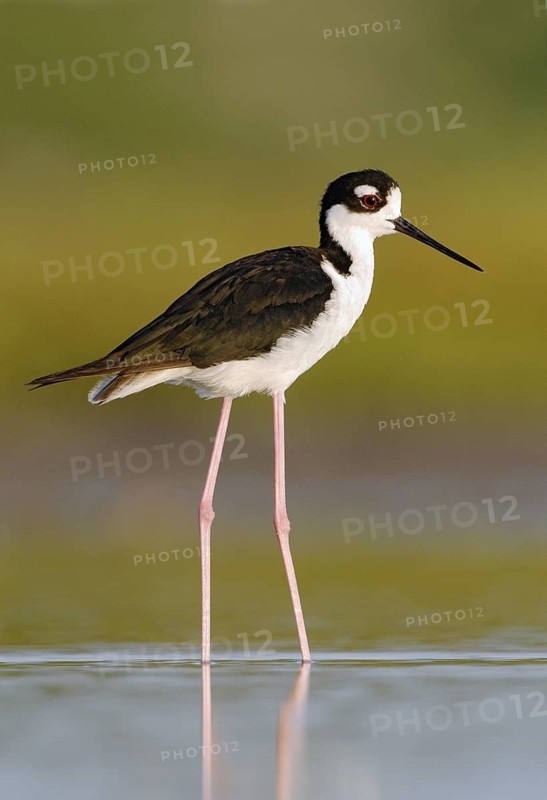 Black-necked Stilt (Himantopus mexicanus), Texas, USA