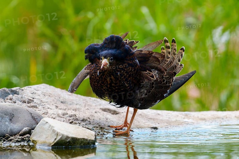 A bird stands at the water in front of a natural background, ruff (Calidris pugnax, Syn.: Philomachus pugnax), courtship display, France