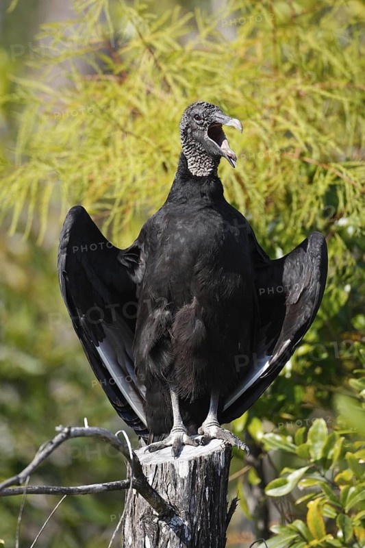 Black Vulture (Coragyps atratus), Florida, USA