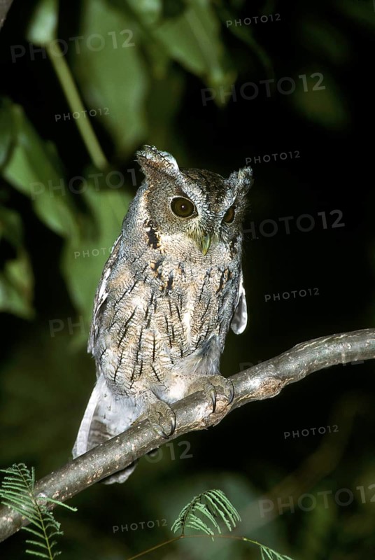 Balsas Screech-Owl Megascops seductus Colima City, Colima, MEXICO November Adult Strigidae