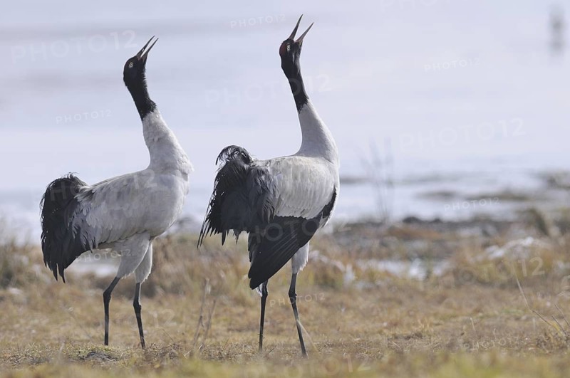 Black-necked Crane (Grus nigricollis) calling, Dashanbo, China