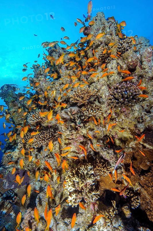 Shoal of jewelled bannerfish (Pseudanthias squamipinnis) Jewelled bannerfish swimming around large coral block of stony corals (Scleractinia) in coral reef, Red Sea, Gulf of Aqaba, Aqaba, Jordan