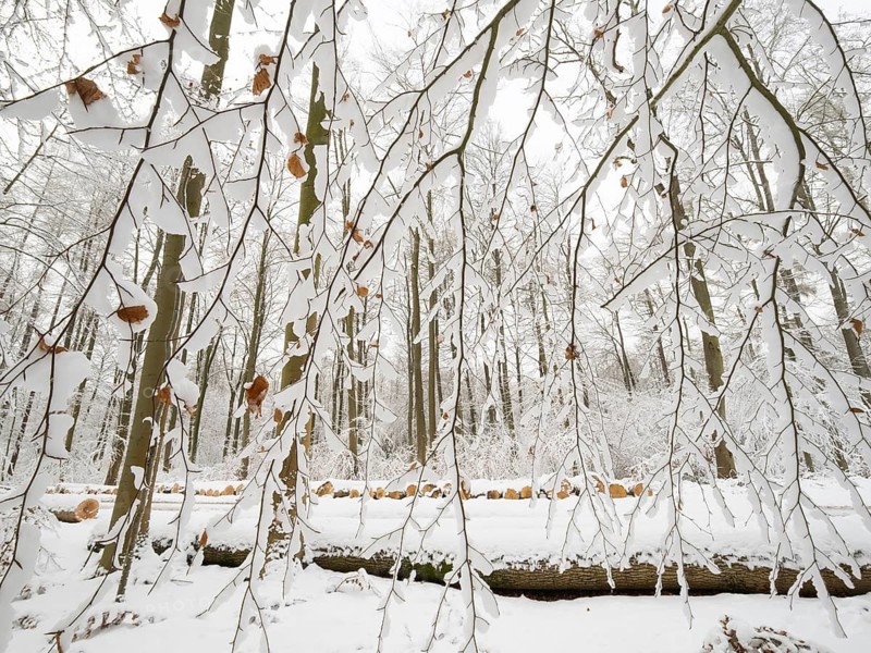 Beech woodland (Fagus sylvatica), trees and felled stems covered in hoarfrost and snow in winter, Escheberger Wald, North Hesse, Germany