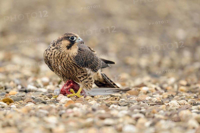 Peregrine Falcon (Falco peregrinus) young male feeding on prey, North Rhine-Westphalia, Germany