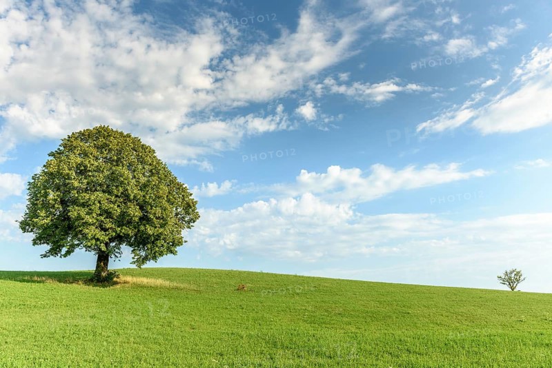 Lone tree on a hill in the French countryside. Jura, Lons-le-Saunier, Burgundy-Franche-Comte, France