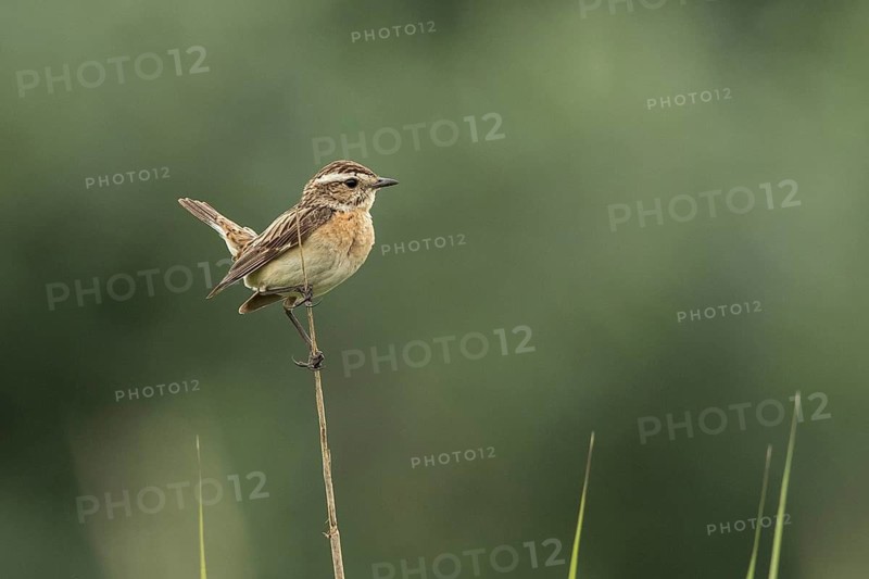 Whinchat (Saxicola rubetra) female perched on a stalk, Mecklenburg-Western Pomerania, Germany