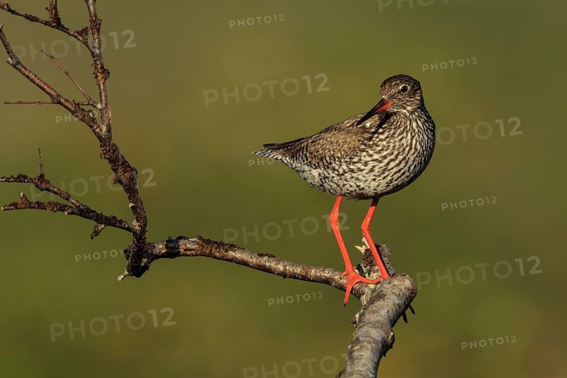 Common Redshank (Tringa totanus), Dalarna, Sweden