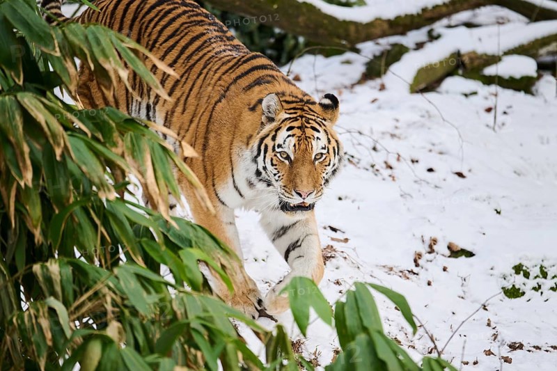 Siberian tiger (Panthera tigris altaica) walking through the bushes in winter, captive, Germany