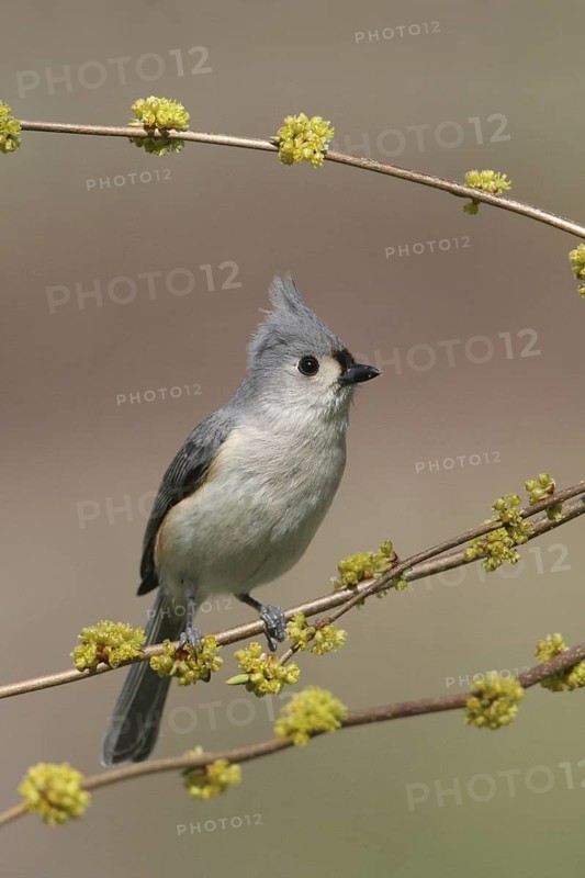 Tufted Titmouse (Baeolophus bicolor), Ohio, USA