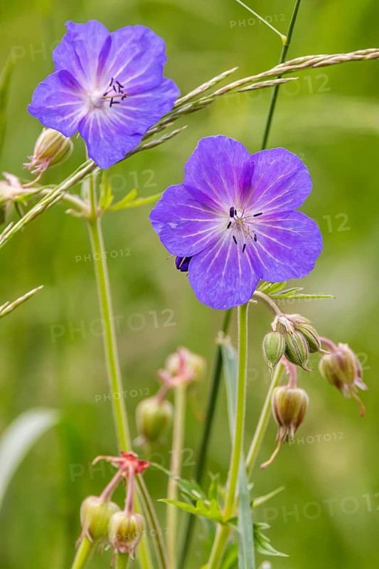 Meadow cranesbill (Geranium pratense) . Eninger Weide on the Swabian Alb, Eningen unter Achalm, Baden-Württemberg, Germany