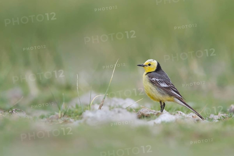 Citrine Wagtail - Zitronenstelze - Motacilla citreola ssp. citreola, Kazakhstan