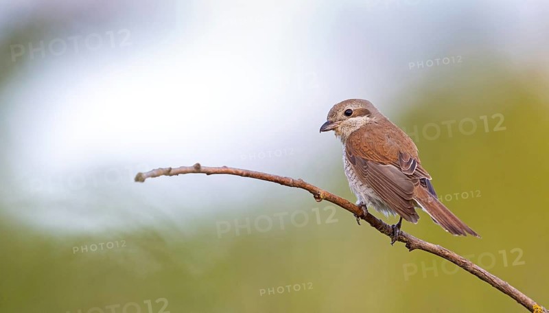 Red-backed shrike (Lanius collurio), female, district of Worms, Hockenheim, Baden-Württemberg, Germany
