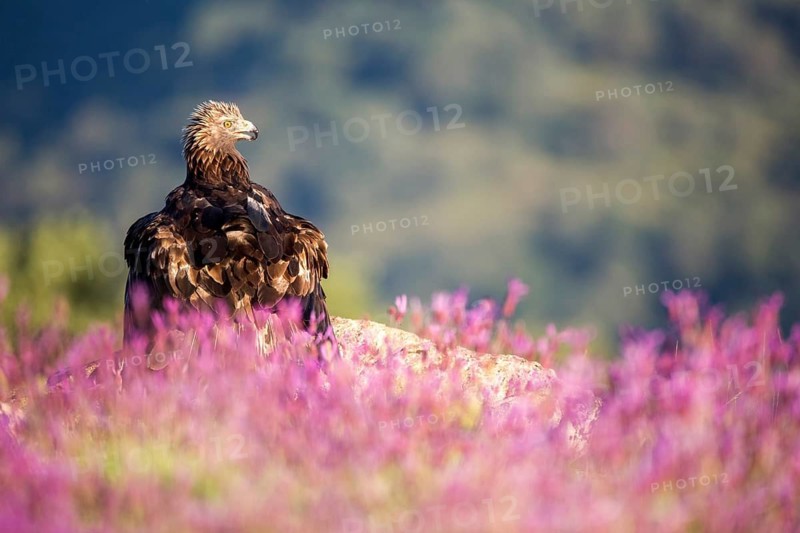 Golden Eagle (Aquila chrysaetos), Madrid, Spain