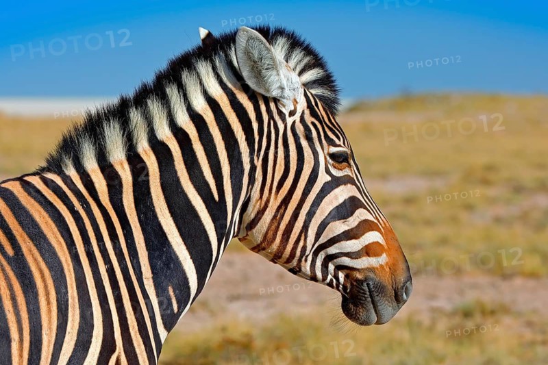 Zebra with blue storm sky with clouds. Burchell's zebra, Equus quagga burchellii, Nxai Pan National Park, Botswana, Africa. Wild animal on the green meadow. Wildlife nature on African safari