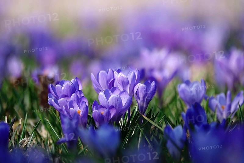 Beautiful crocus blossom at the beginning of March, Germany