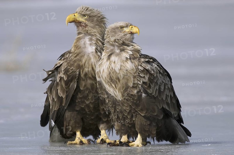 White-tailed Eagle (Haliaeetus albicilla), Mecklenburg-Western Pomerania, Germany