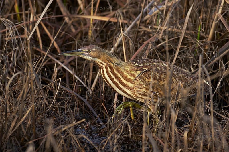 American Bittern