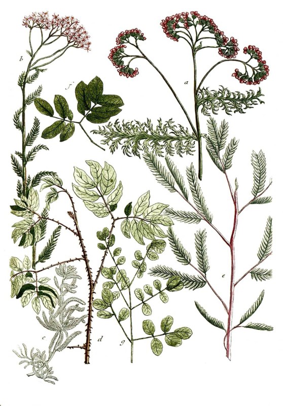 Botany, plants, a. Millefolium rubro flore, b. Millefolium rubrum vulgare, c, Millefolium tomentosum greticum, d. Mimosa major spinosa, E. Mimosa de Jamaica, Patavina dicta, f. Mimosa sw Jamaica latifolia, G. Mimosa sensitiva Zeylanica