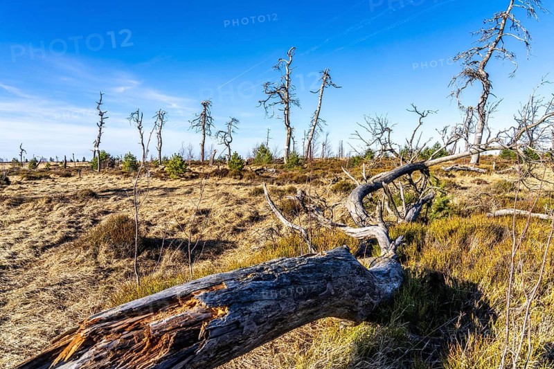 Noir Flohay ghost forest, remnants of a forest fire from 2011 in the High Fens, high moor, in the Eifel and Ardennes region, High Fens-Eifel nature park Park, north-east of Baraque Michel, Belgium, Wallonia