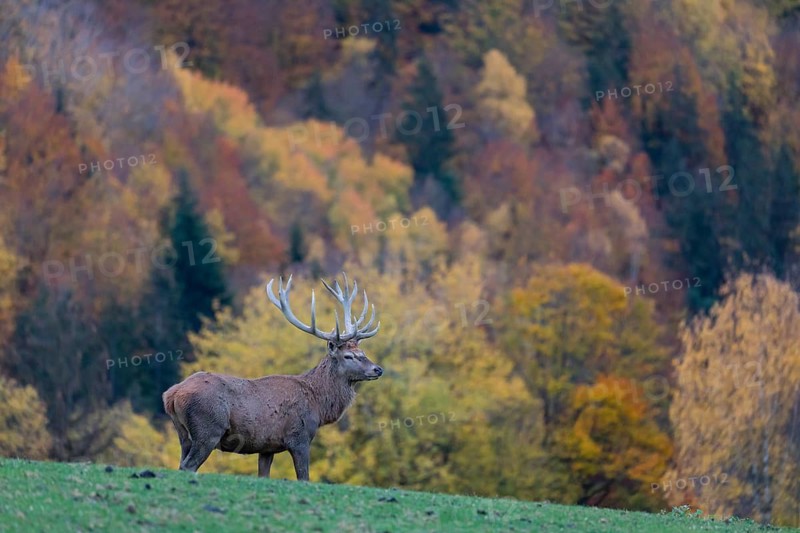 One red deer stag (Cervus elaphus) standing on a meadow on hilly ground. A forest in fall foliage in the background