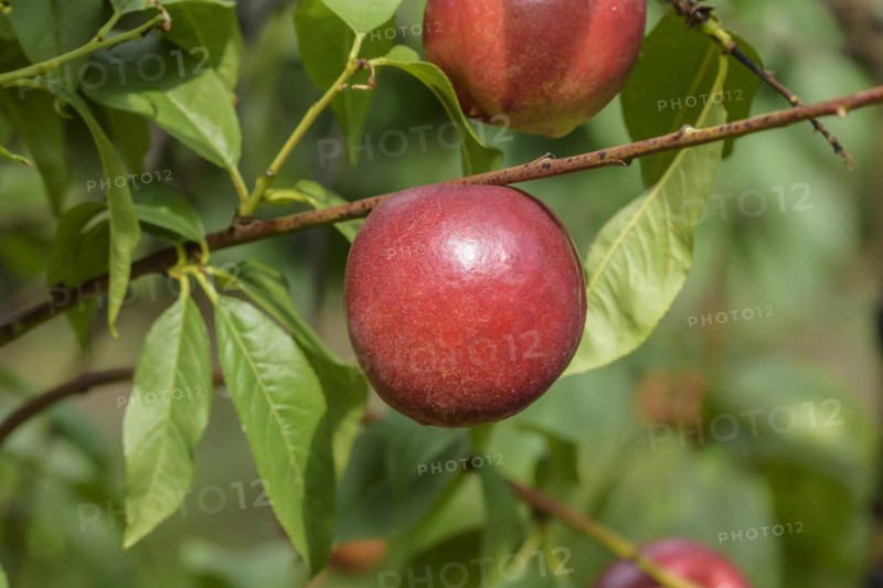 Nectarine (Prunus persica 'Snow Queen'), Baum- und Rebschule Schreiber KG, Poysdorf, Lower Austria, Austria