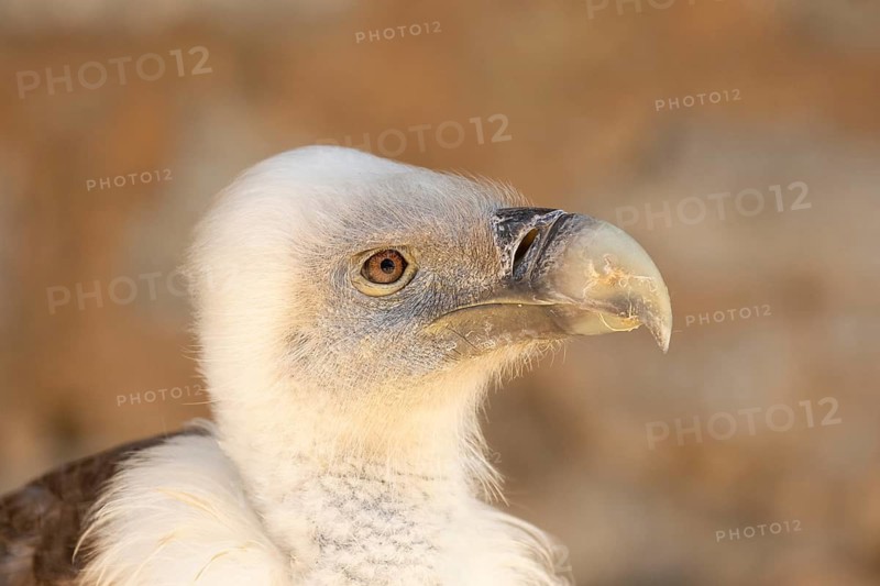 Griffon Vulture (Gyps fulvus) captive, Baden-Wuerttemberg, Germany
