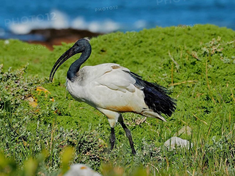 African sacred ibis (Threskiornis aethiopicus)