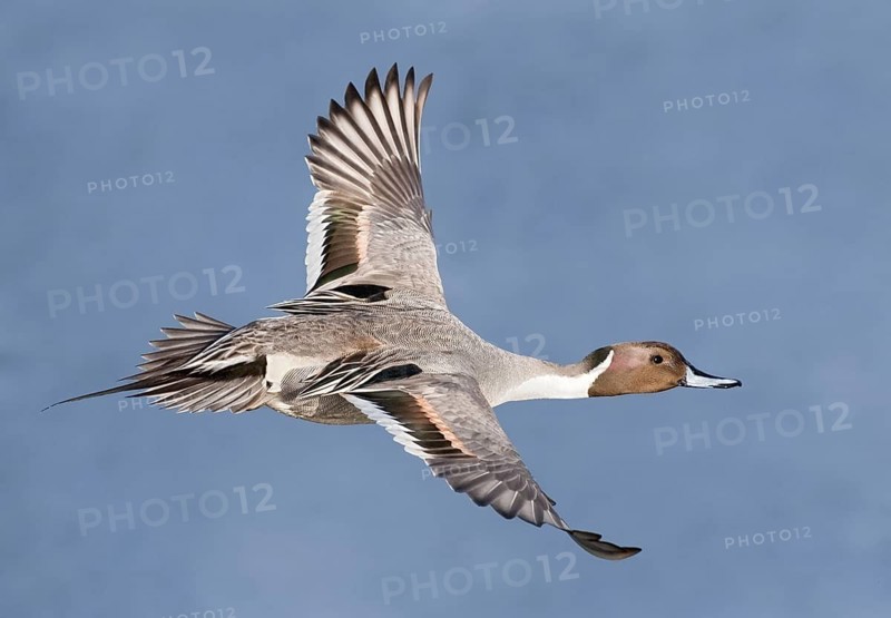 Northern Pintail (Anas acuta) male flying, British Columbia, Canada