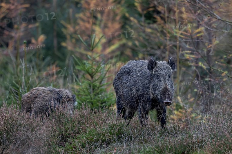 A wild boar (Sus scrofa) with its last remaining young boar, the siblings were probably preyed upon by wolves (Canis lupus), late autumn, mating season, November, Denmark