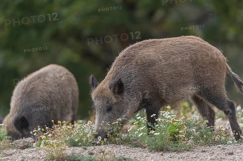 Two adult wild boar or wild pig (Sus scrofa) walking over an opening with some flowering plants around and a green forest in the background